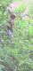 Thumbnail of choco_jung_sbi.jpg